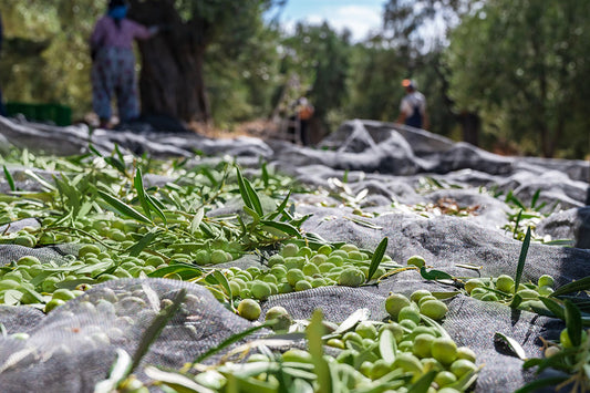 Benefits of Early Harvest Cold Pressed Extra Virgin Olive Oil