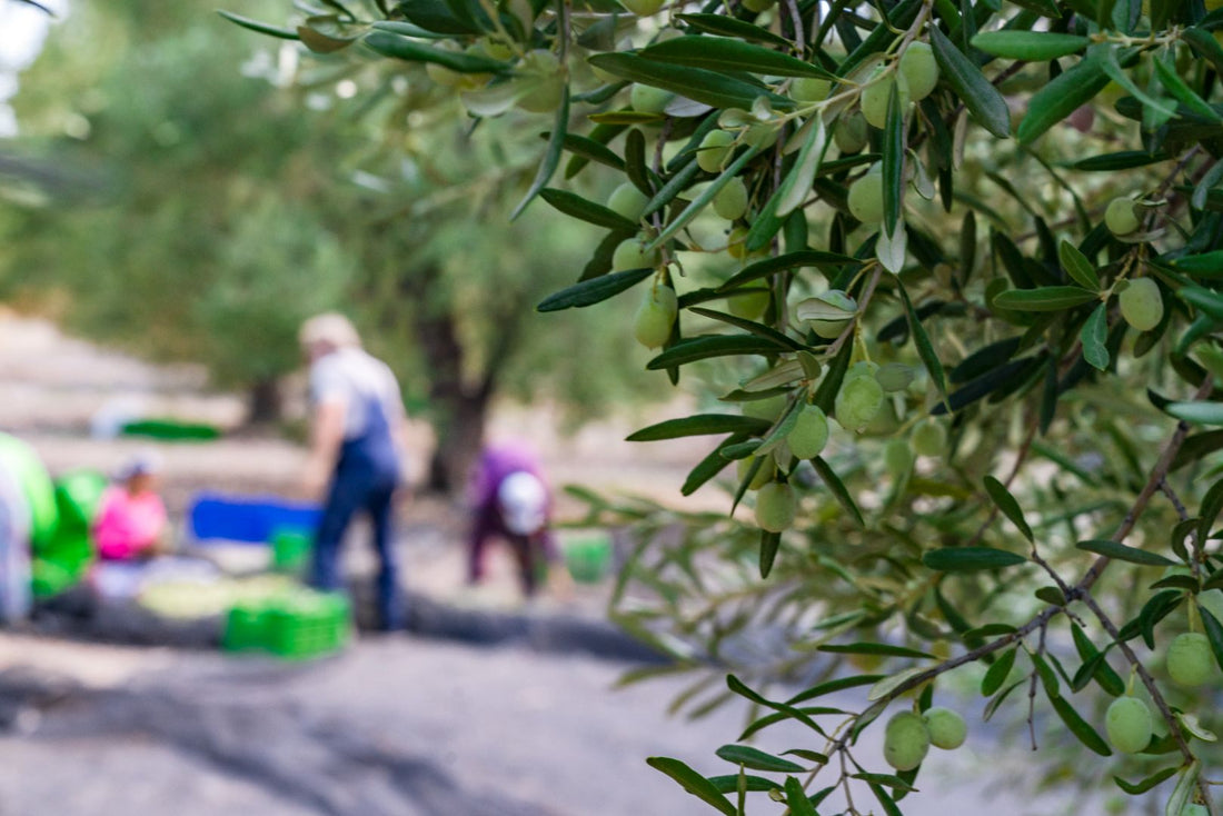 5 Pro Tips on How to Buy and Choose the Top-quality Extra Virgin Olive Oil