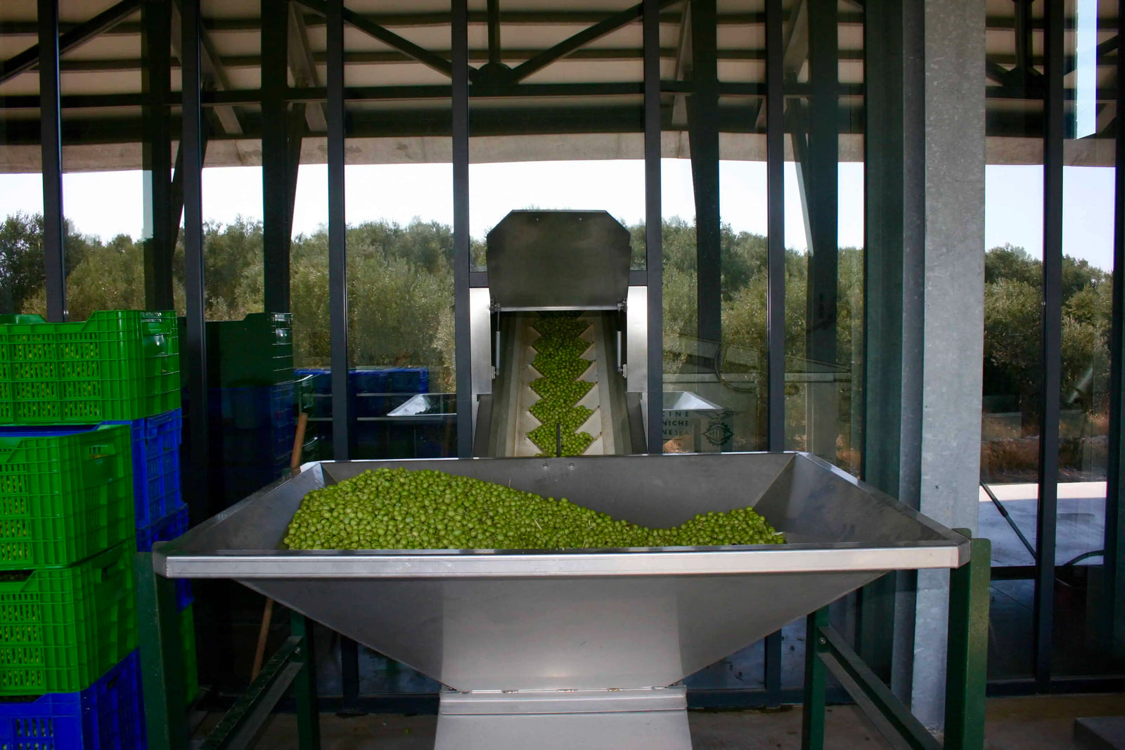 Single-origin olives undergoing rapid extraction to preserve high phenolic content in premium extra virgin olive oil.