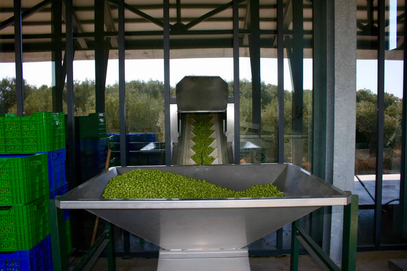 Why Harvest-to-Extraction Time Matters More Than Country of Origin in Extra Virgin Olive Oil