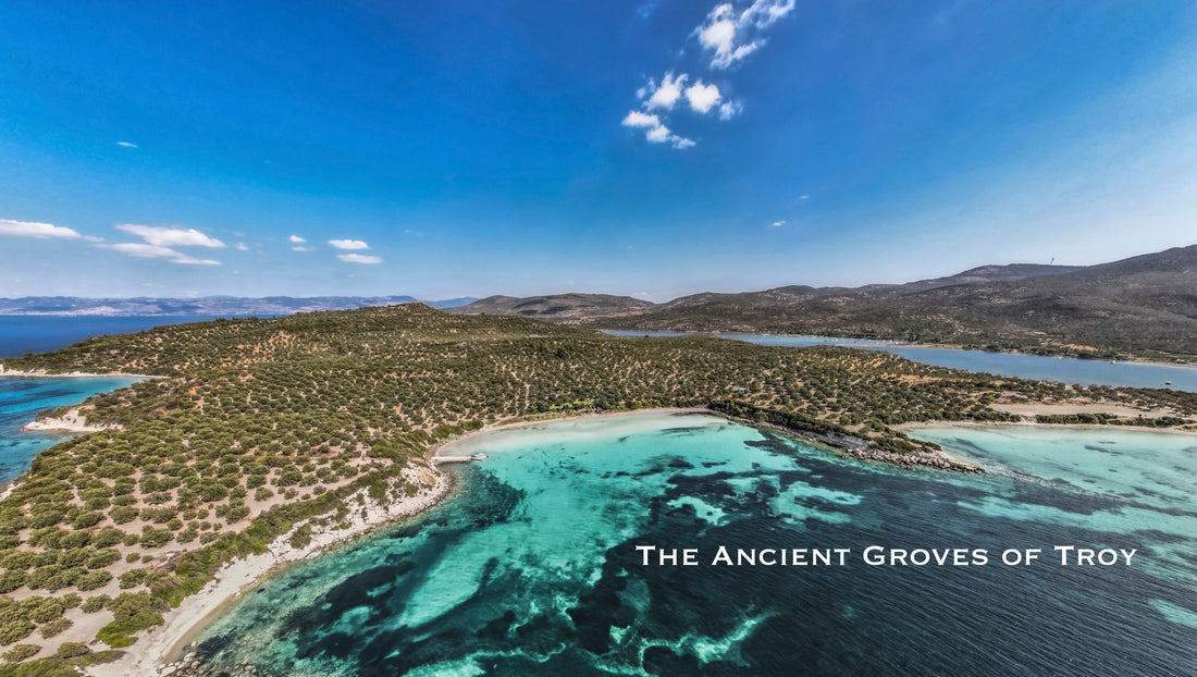 Ancient Troy olive groves overlooking the Aegean Sea in northwestern Türkiye
