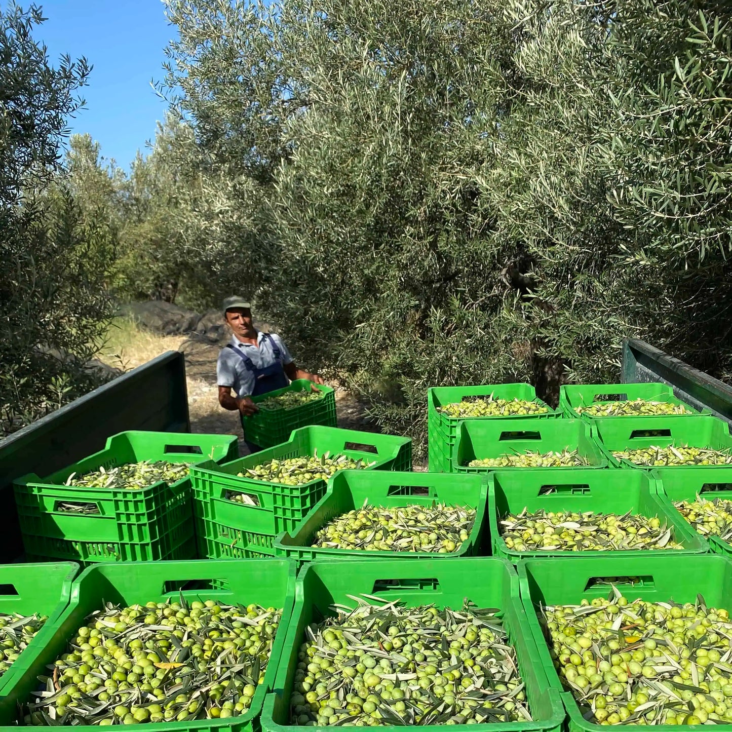 Organic Early Harvest Extra Virgin Olive Oil - Relish & Smooth