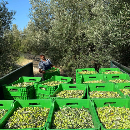Organic Early Harvest Extra Virgin Olive Oil - Relish & Smooth