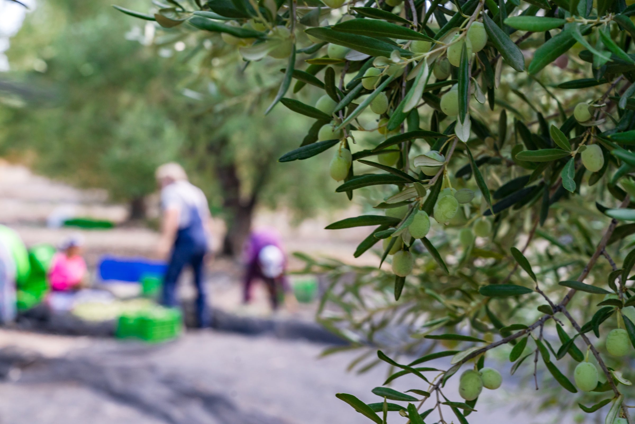 Farmers in olive grove harvesting olives