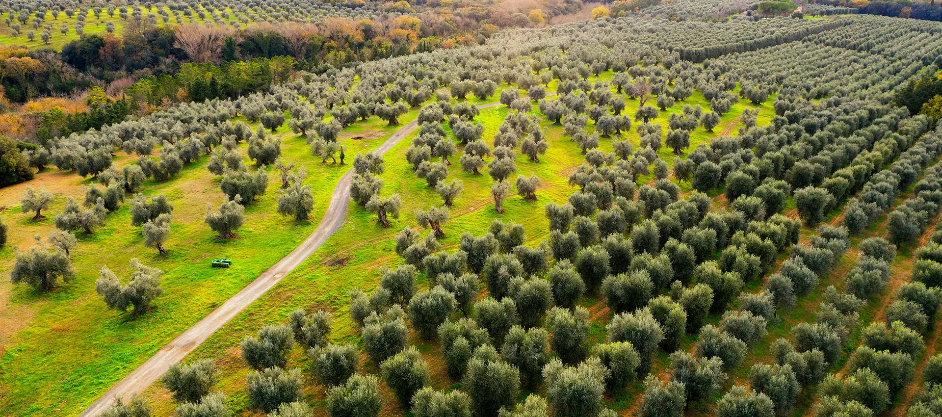 Juicy Olive organic groves overlooking the Northern Aegean Sea in Troy Türkiye