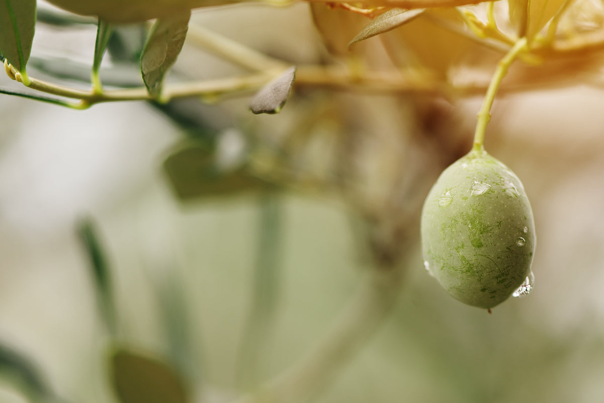 Fresh unripe green olive on tree