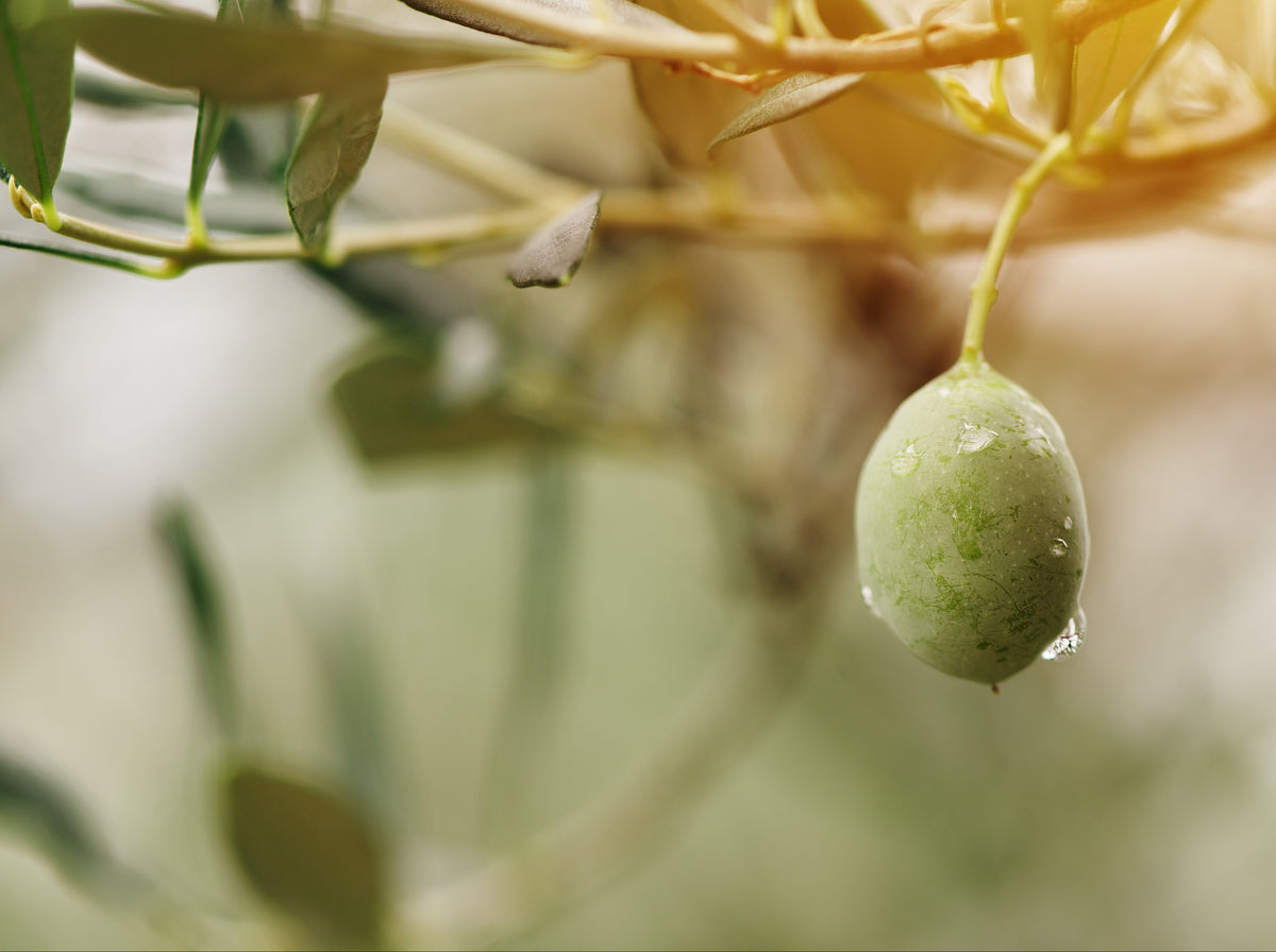 single fresh unripe green olive hanging on the branch.